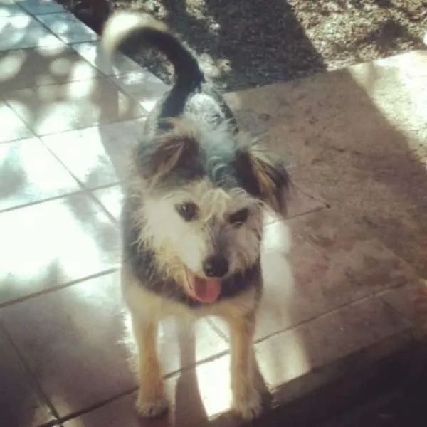 Cachorro ra a SRD idade 6 ou mais anos nome Jukinha