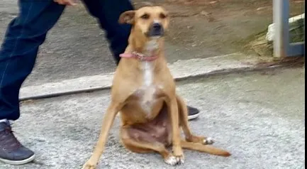 Cachorro ra a SRD idade 1 ano nome Lilica