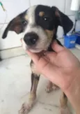 bob
