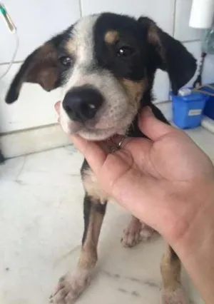 Cachorro raça vira lata idade 2 a 6 meses nome bob