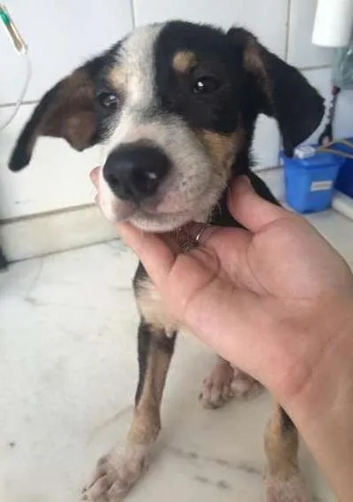 Cachorro ra a vira lata idade 2 a 6 meses nome bob