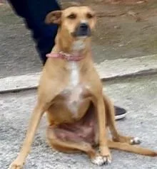 Cachorro raça SRD idade 1 ano nome Lilica