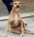 Lilica