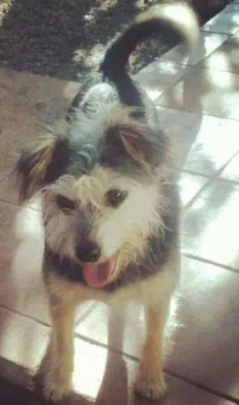 Cachorro ra a SRD idade 6 ou mais anos nome Jukinha