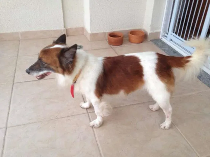 Cachorro ra a Indefinida idade 3 anos nome Fox