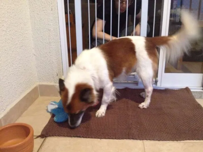 Cachorro ra a Indefinida idade 3 anos nome Fox