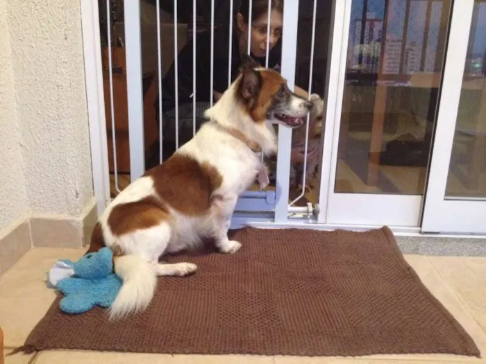 Cachorro ra a Indefinida idade 3 anos nome Fox