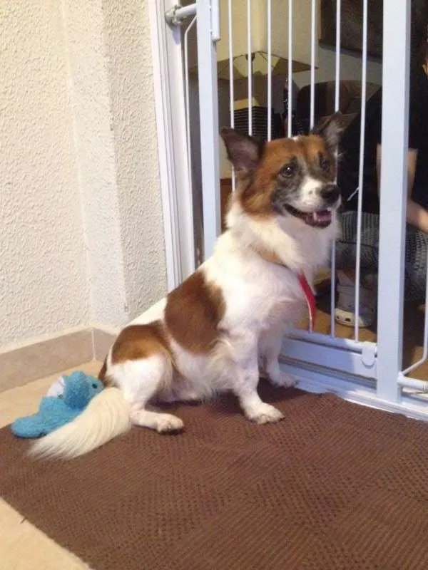 Cachorro ra a Indefinida idade 3 anos nome Fox
