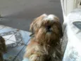 teddy