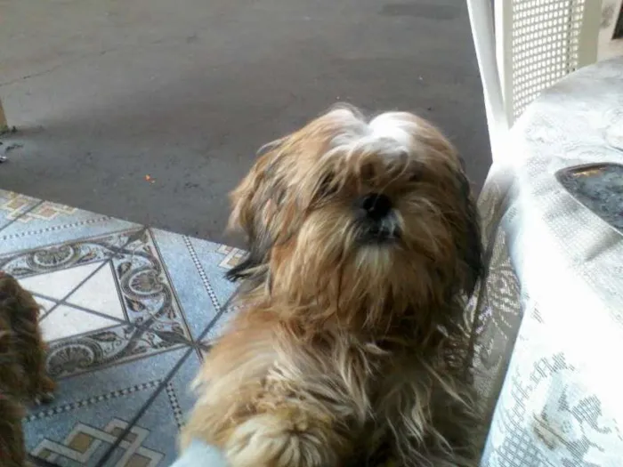 Cachorro ra a Lhasa Apso idade 4 anos nome teddy