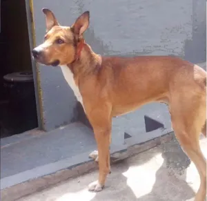 Cachorro raça SRD idade 1 ano nome Max