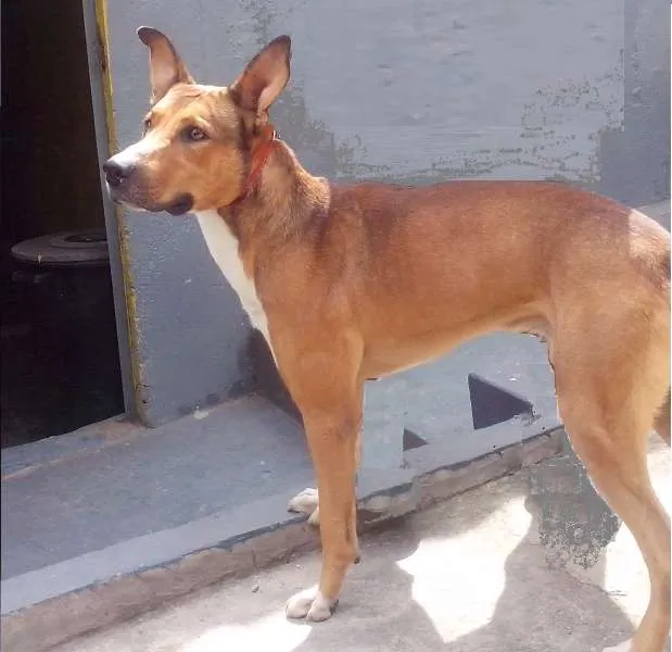 Cachorro ra a SRD idade 1 ano nome Max