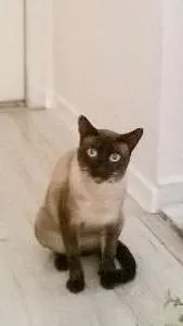 Gato ra a ciamez idade 2 anos nome Não tem