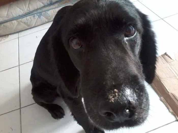 Cachorro ra a SRD idade 6 ou mais anos nome Zeus
