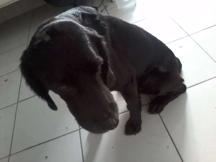 Cachorro ra a SRD idade 6 ou mais anos nome Zeus