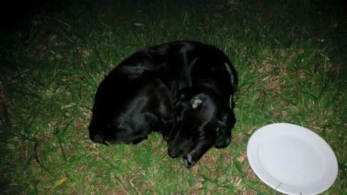 Cachorro ra a SRD idade 6 ou mais anos nome Zeus