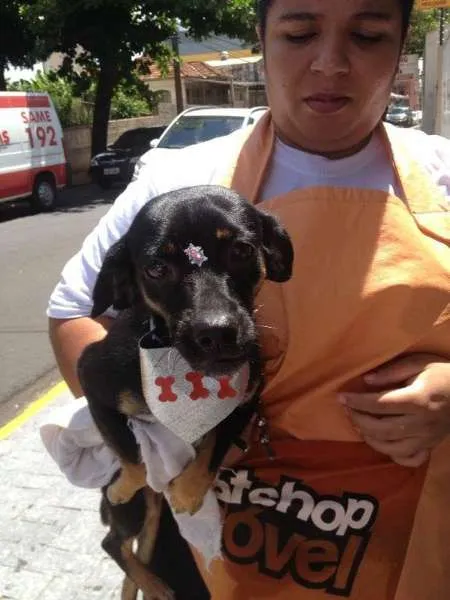Cachorro ra a SRD idade 2 anos nome Amélie