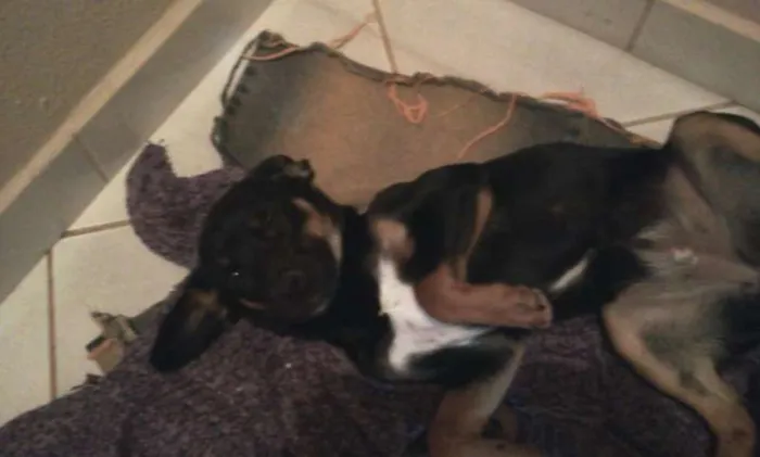 Cachorro ra a SRD idade 2 anos nome Amélie