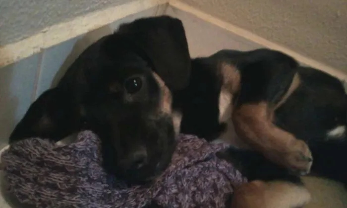 Cachorro ra a SRD idade 2 anos nome Amélie