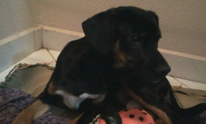 Cachorro ra a SRD idade 2 anos nome Amélie