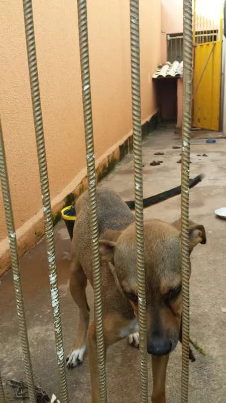 Cachorro ra a  vira lata idade 3 anos nome leão