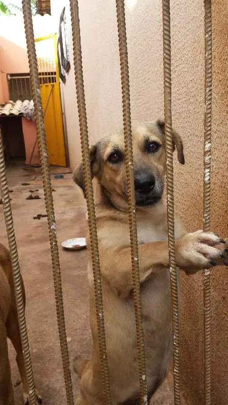 Cachorro ra a vira lata idade 3 anos nome chibico