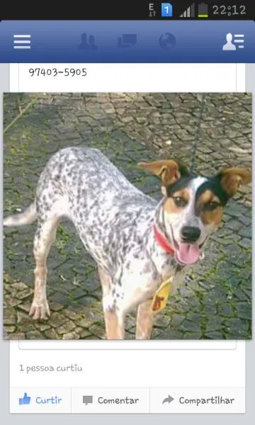 Cachorro ra a vira lata idade 1 ano nome sem nome