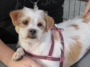 Cachorro raça Lhasa Apso idade 2 anos nome ALICE LHASA APSO