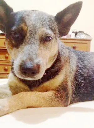Cachorro raça  idade 4 anos nome Filo GRATIFICA
