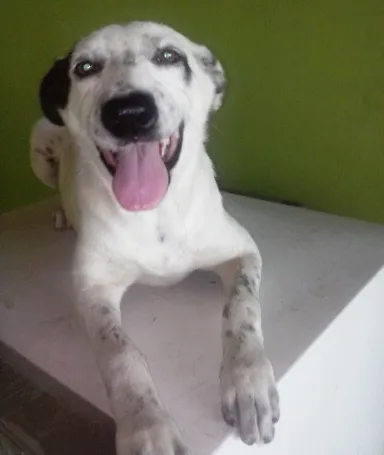 Cachorro ra a SRD idade 7 a 11 meses nome Zuma