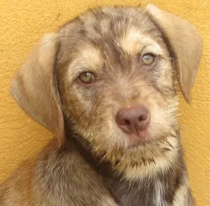 Cachorro raça  idade 7 a 11 meses nome MEL BEBEZINHA