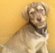 MEL BEBEZINHA