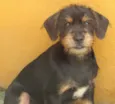 MILENA BEBEZINHA