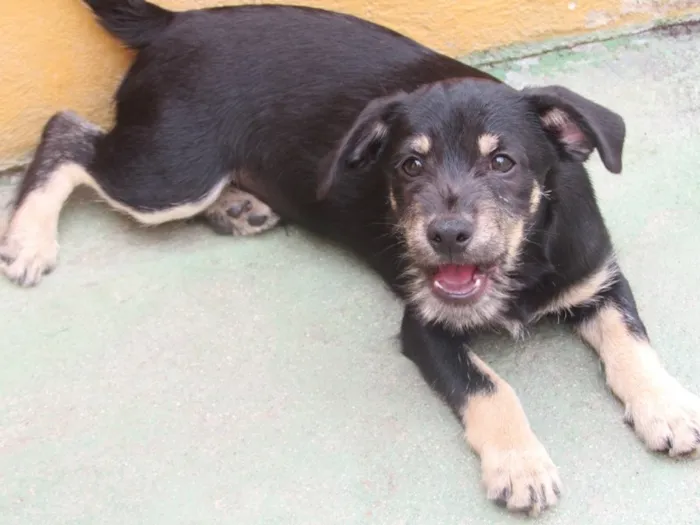 Cachorro ra a  idade 2 a 6 meses nome OTTO PEQUENO