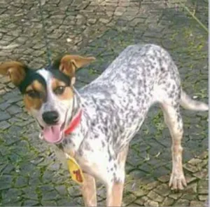 Cachorro raça vira lata idade 1 ano nome sem nome