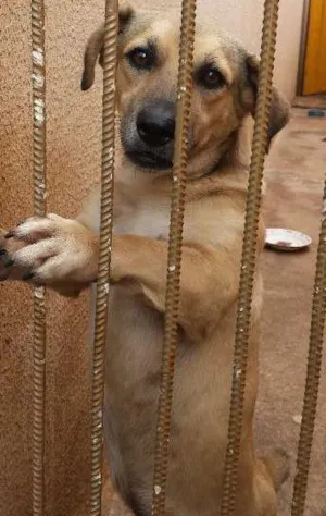 Cachorro raça vira lata idade 3 anos nome chibico
