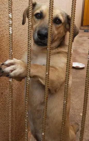Cachorro ra a vira lata idade 3 anos nome chibico
