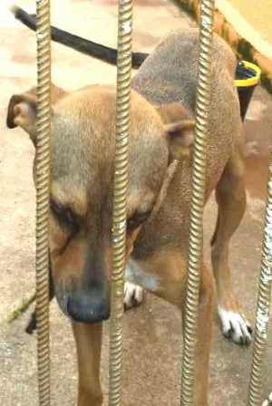 Cachorro raça  vira lata idade 3 anos nome leão