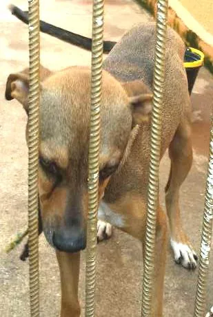 Cachorro ra a  vira lata idade 3 anos nome leão