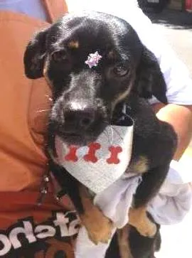 Cachorro ra a SRD idade 2 anos nome Amélie