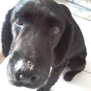 Cachorro raça SRD idade 6 ou mais anos nome Zeus