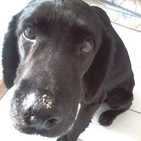 Cachorro ra a SRD idade 6 ou mais anos nome Zeus