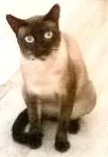 Gato ra a ciamez idade 2 anos nome Não tem