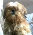 teddy