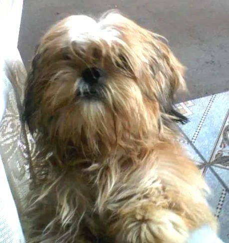 Cachorro ra a Lhasa Apso idade 4 anos nome teddy
