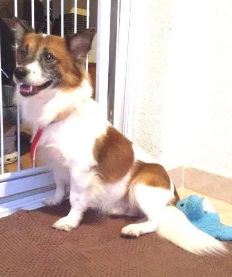 Cachorro ra a Indefinida idade 3 anos nome Fox