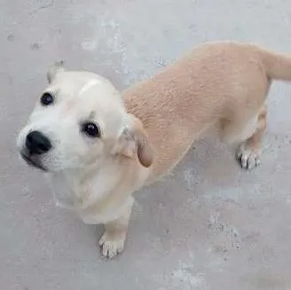 Cachorro ra a vila lata idade 2 a 6 meses nome Elza,ana,tinker bel