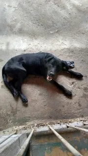 Cachorro raça Labrador idade 7 a 11 meses nome Marley 