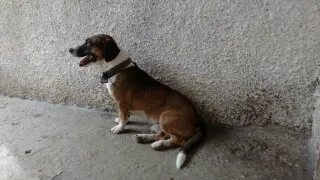 Cachorro raça Basset-Cofap idade 2 anos nome Sheike