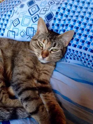 Gato raça SRD idade 2 a 6 meses nome Tigrinha